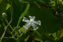 Trichosanthes cucumerina